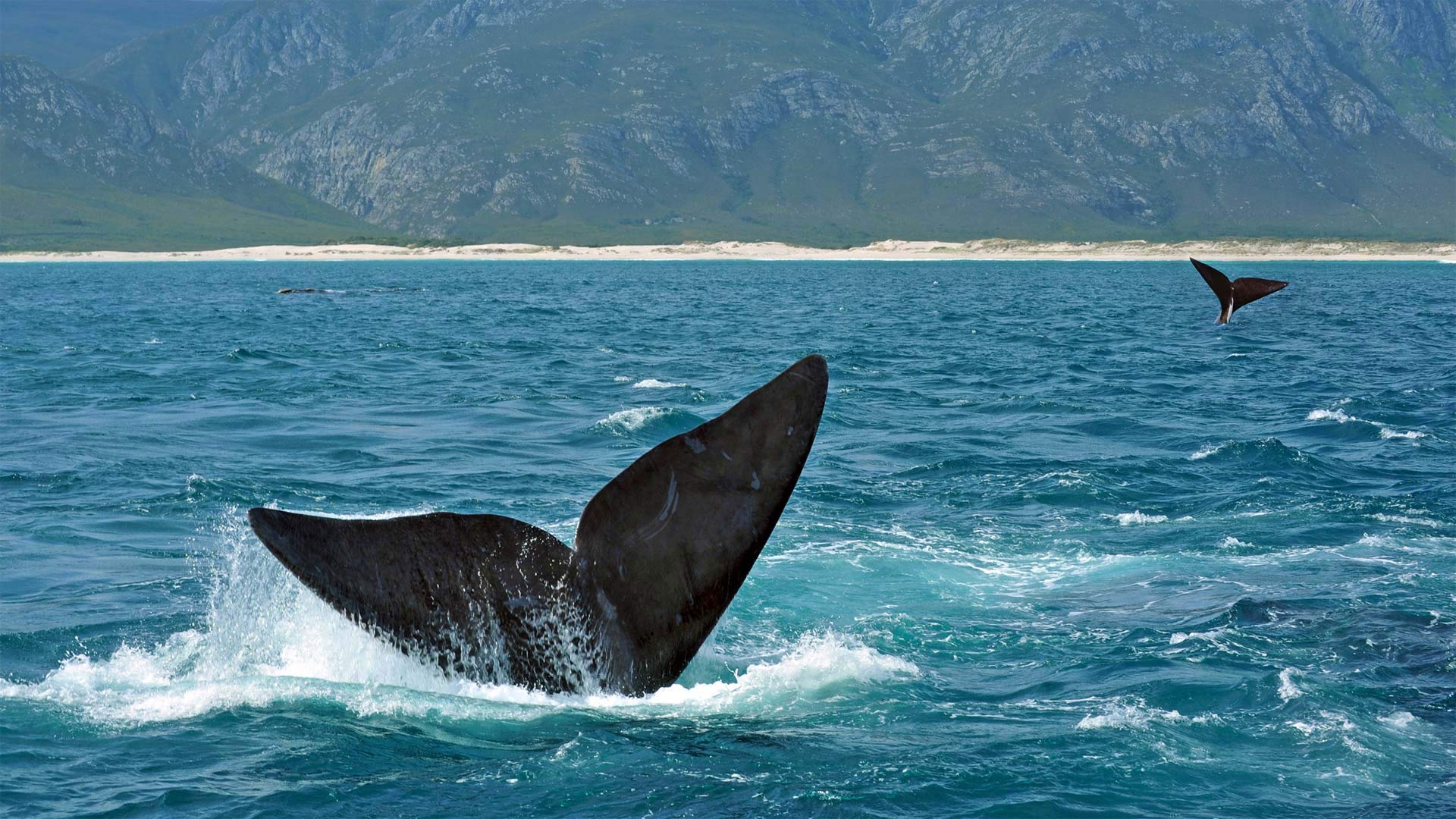 Cola de una ballena franca en el mar de Praia do Rosa